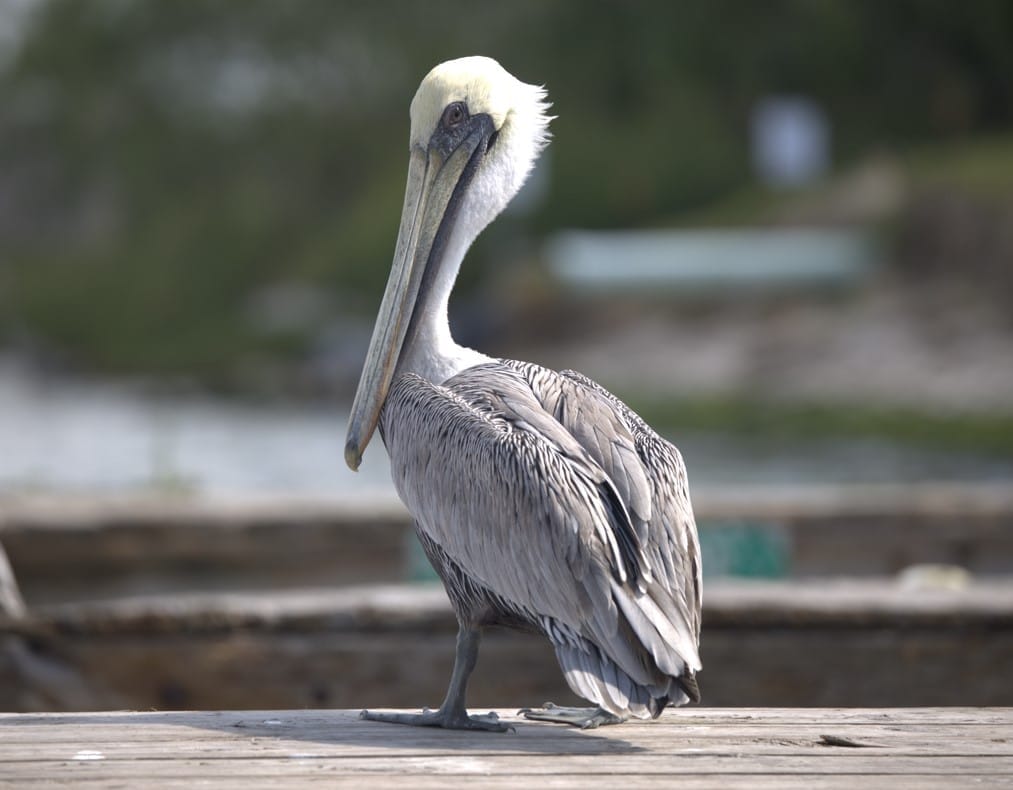 Energy On The Fly event